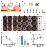 Int J Biol Macromol |\u00A0湘湖实验室杨桂玲/程锦涛/浙江工业大学靳远祥：基因工程化改造的枯草芽孢杆菌胞外囊泡展示SOD用于皮肤损伤修复