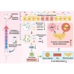 Cell Reports | 吉林大学付云贺等合作发现缓解金黄色葡萄球菌乳腺炎的潜在新策略