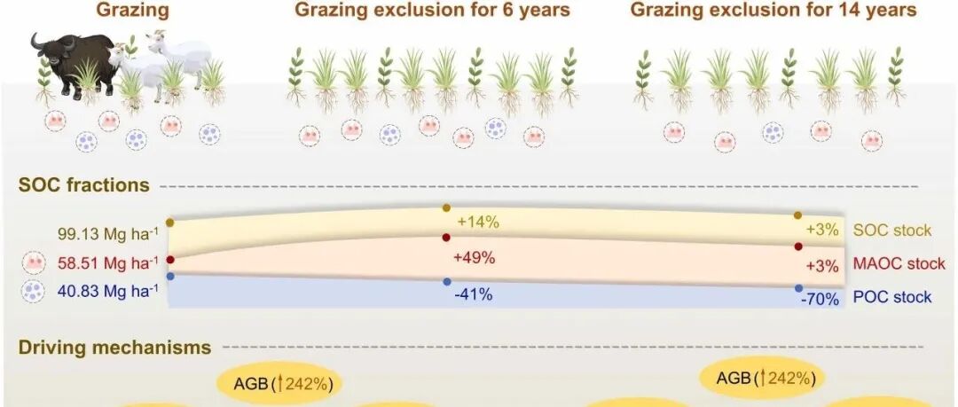 草地SOC固存丨AGR ECOSYST ENVIRON：高山草甸中颗粒物与矿物相关有机碳储量对禁牧的差异响应
