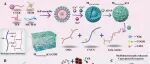 西北大学范代娣/惠俊峰/花秀夫团队 AFM：稀土激活多酶活性的解缠型水凝胶 - 构建黑色素瘤术后治疗闭环以逆转病理恶性循环