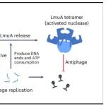中国科学技术大学张凯铭等合作最新Nature子刊