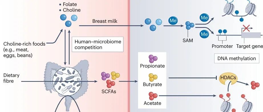 父母饮食与子代健康：肠道菌物群通过表观遗传学发挥的作用