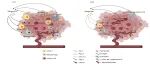 iMetaOmics | 苏州大学周哲敏/杨晓东/徐鉴城团队-联合转录组和微生物组分析揭示微生物对结直肠癌免疫调节及进展的影响