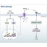 Cell Reports | 华南农业大学任文凯团队发现巨噬细胞甘氨酸转运蛋白支持IL-1β的产生