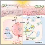 Cell子刊 | “以菌护肤”新机制，空军军医大学刘世宇/轩昆等提出了一种新型的紫外线损伤防护机制