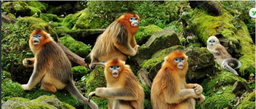 同性恋为何没有在进化中消失？《Nature》头条：同性性行为有助于灵长类生存和繁衍