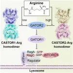 Mol Cell | 上海大学张天龙张天龙等团队发现CASTOR1和CASTOR2通过响应不同的精氨酸水平来调节mTORC1的活性