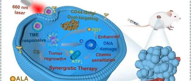 【Chemical Engineering Journal】一种双靶向 CD44–高尔基体的新型脂质体外壳精准亚细胞递送同时放大化疗效应