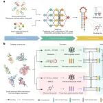 清华大学张强锋/北京大学汪阳明合作最新Nature子刊