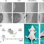 Cancer Res | 上海交通大学龚伟等团队证实细胞外囊泡介导的O-葡萄糖苷酶转移驱动神经元坏死性凋亡以促进胆囊癌神经浸润