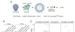 PNAS | 孟文翔/梁鑫研究系统鉴定微管管腔蛋白揭示了紫杉烷敏感的管腔驻留蛋白JPT2调控MEC17的可及性