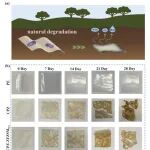 大连工业大学：“双叉”活性包装膜实现生物胺的清除和受控的阿魏酸释放以实现猪肉保存