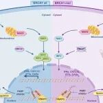 【前沿进展】Protein & Cell丨邓初夏等揭示BRCA1介导双链RNA先天免疫反应的新功能