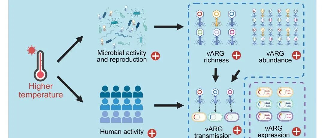 iMetaOmics | 王攀登/李文均等-揭秘河口病毒携带的“抗生素抗性基因库”