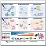 Cancer Cell | 基因组不稳定的“免疫刹车”，西安交通大学李磊等团队揭示泛素化调控DNA降解与免疫应答