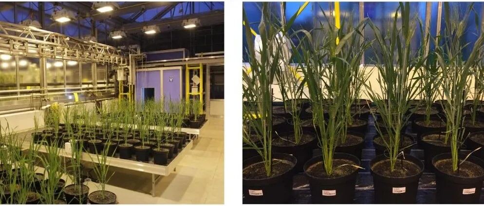 新年第一篇！农大博士以第一作者身份发表Nature Communications，在植物科学领域取得突破性进展！