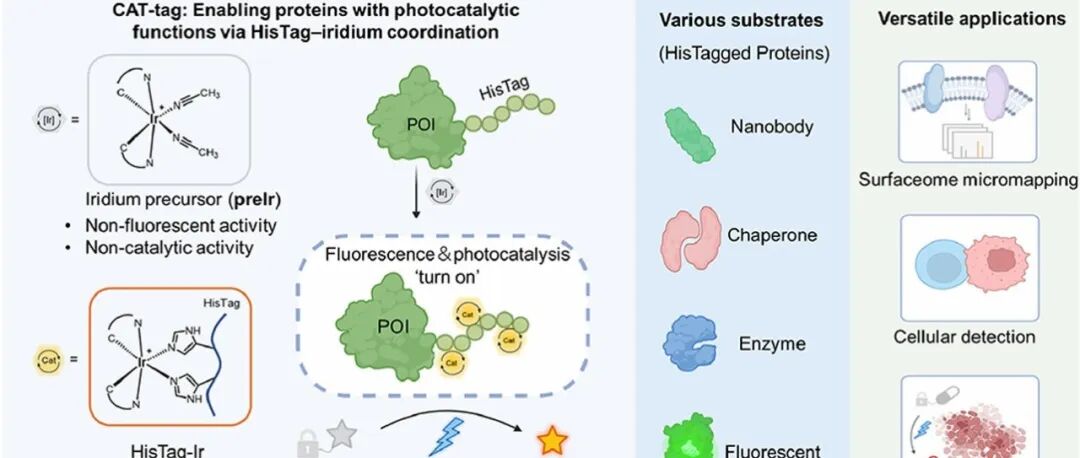 JACS \u00A6 通过HisTag-铱配位赋予蛋白质光催化功能