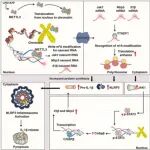 Cell Reports | 浙江大学汪以真/靳明亮揭示激活巨噬细胞中的NLRP3炎症小体的调控新机制
