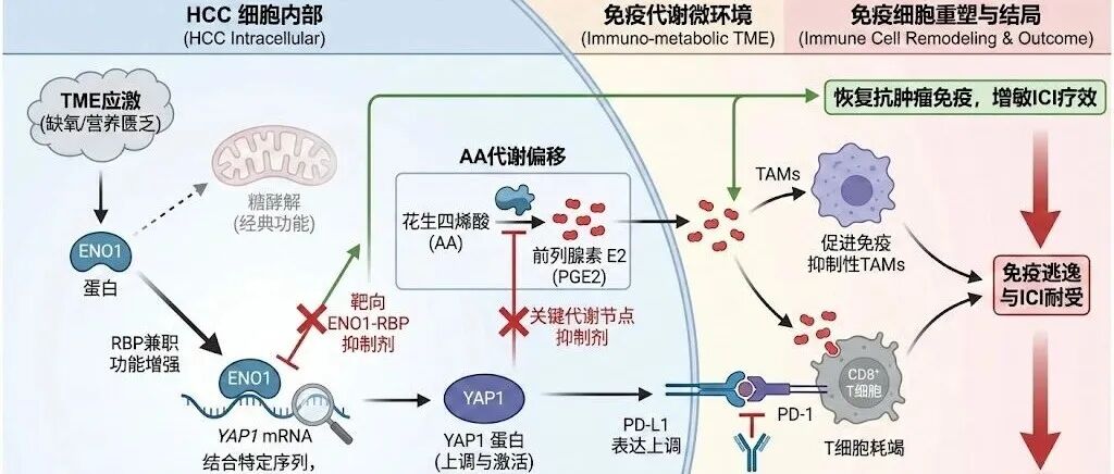 2026国自然"三段式正文"标书：ENO1 RNA结合翻译激活YAP1-PGE2轴驱动肝癌免疫逃逸与PD-1耐受机制研究
