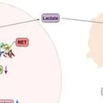 Adv Sci | 中山大学石亮等团队发现促进肝细胞癌肿瘤发生的调控新机制