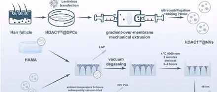 Biomaterials｜同济江华\u00A0/\u00A0李宇飞团队：突破\u00A0AGA\u00A0瓶颈！HDAC1\u00A0纳米囊泡微针双通路促毛发生长