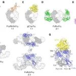 Sci Adv | 北京大学肖俊宇团队揭示人FcRL5是一种Fc受体，可同时结合两种IgG