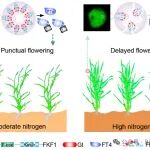【Dev Cell】 浙江大学武亮团队揭示高氮肥造成作物“贪青晚熟”的遗传与分子调控机制