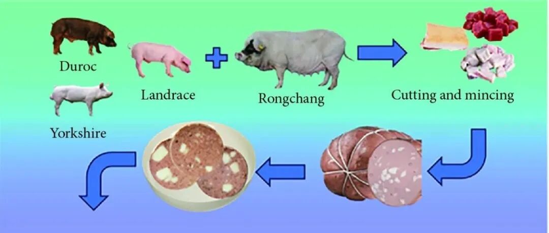 FSAP | 李磊副研究员等：以荣昌猪部分替代杜洛克、长白和约克夏猪的瘦肉与脂肪，提升博洛尼亚型摩泰台拉香肠的营养品质、感官及风味特性