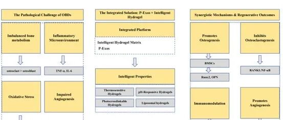Int J Nanomedicine\u00A0|\u00A0湖州大学附属第一医院/湖州市第一人民医院骨科吴荣：植物外泌体负载智能水凝胶用于骨质疏松性骨再生：机制与应用