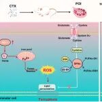 Stem Cell Res Ther｜宁夏医科大学付旭锋/裴秀英：人脐带MSC源外泌体通过SMURF1介导的卵巢颗粒细胞铁死亡抑制减轻化疗诱导的卵巢功能不全