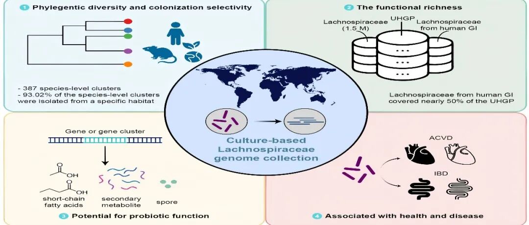 iMeta高引论文 | 华大研究院邹远强/肖亮揭示毛螺菌科多样性