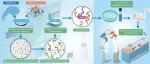 The Innovation Life | 靶向GSDMD介导的细胞焦亡：AI驱动的“不可成药”靶点的药物设计新范式