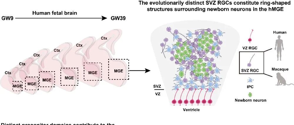 Science\u00A0|\u00A0清华大学米达/中国医学科学院北京协和医院朱兰团队合作揭示人类大脑抑制性神经元扩增及多样性产生的关键机制