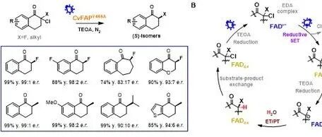 Acc. Chem. Res.：浙大吴起课题组脂肪酸光脱羧酶的可调控催化性能与非天然反应进展