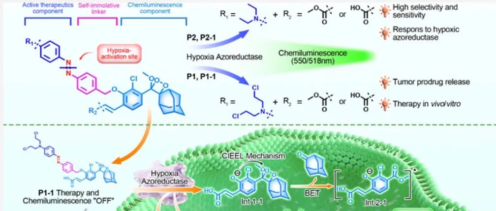 【JMC】昆明理工许敏/王保取＆云南师大赵三军：一种偶氮还原酶激活的自监测前药：用于乳腺癌化学发光成像与安全化疗的新策略