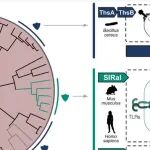 Science | 架起原核与真核免疫的桥梁，揭开人类免疫系统的新成员：SIRal