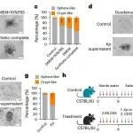 Nat Microbiol | 肠道真菌的“修复指令”，中国医科大学丁辰/郑倩倩团队揭示肠道真菌促进肠道再生修复的新机制