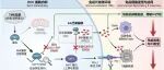 2026国自然"三段式正文"标书：ENO1 RNA结合翻译激活YAP1-PGE2轴驱动肝癌免疫逃逸与PD-1耐受机制研究