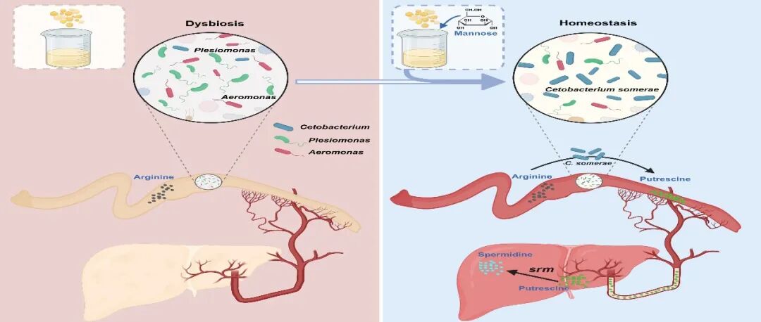 iMeta | 中国农科院饲料所周志刚组发现一种肠道微生物和宿主协同的肠肝轴互作新方式