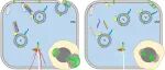 New Phytol | 从囊泡到根系：OsSEC3A 如何驱动水稻冠根发育？