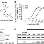 Science背靠背 | 一把钥匙，两把锁：操控RAS-PI3Kα相互作用既可高效抗癌不伤糖，亦可替代胰岛素精准降糖