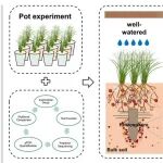 【Journal of Ecology】水保全重室张超研究员团队在微生物干旱适应机制研究方面取得新进展