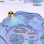 Adv Sci | 上海交通大学王悍等团队发现增强前列腺癌放疗敏感性的潜在新策略