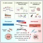 Cancer Cell | 张泽民团队领衔，发现抑制ADAM12或可解除成纤维细胞屏障，重振肿瘤内免疫攻击