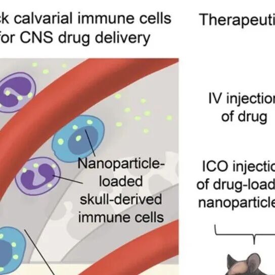 Cell | 首都医科大学王伊龙/清华大学张明君破解中枢神经系统给药百年难题：基于颅骨免疫细胞的递送途径获临床前与前瞻性临床试验支持