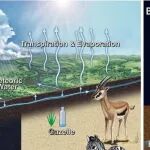 Science | 先吃饭，再进化：餐桌上的一个“小小”改变，如何驱动了人类演化的百万年进程？