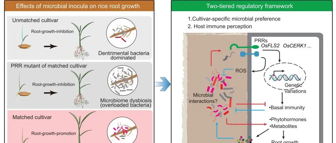iMeta | 华中农大谢卡斌组—探索水稻与微生物组有益互作的机制