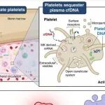 Science | 突破传统认知！血小板竟能捕获肿瘤及胎儿游离DNA，为液体活检开辟新路径