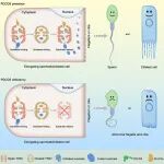 Mol Cell︱男性不育症潜在新治疗！李卫/丛尧/郭雪江/刘超/袁莉/焦仁杰团队合作揭示纤毛和鞭毛中PDCD5促进TRiC复合体底物释放的分子机制