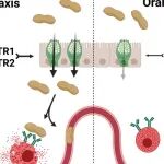 Science | 靶向白三烯通路可阻断食物过敏原吸收与反应发作